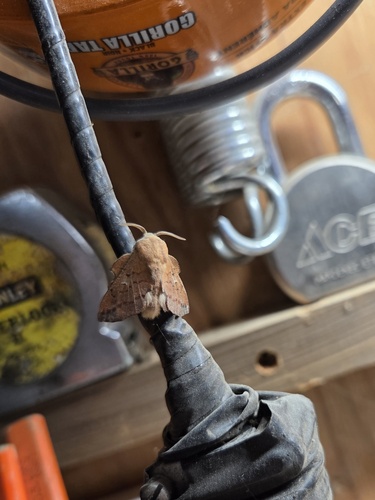 iNaturalist observation photo of American Lappet Moth
