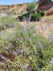 Russian Sage (Perovskia atriplicifolia)