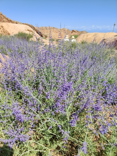 Salvia abrotanoides