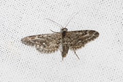 Eupithecia nanata