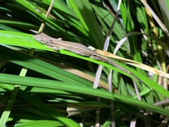 Takydromus stejnegeri