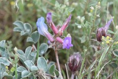 Astragalus shortianus