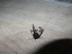 Xanthopastis moctezuma