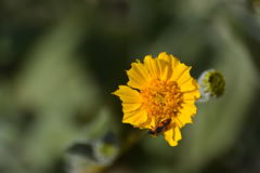 Eupompha elegans perpulchra