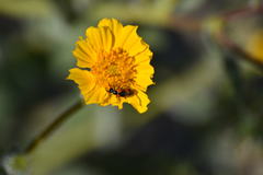 Eupompha elegans perpulchra
