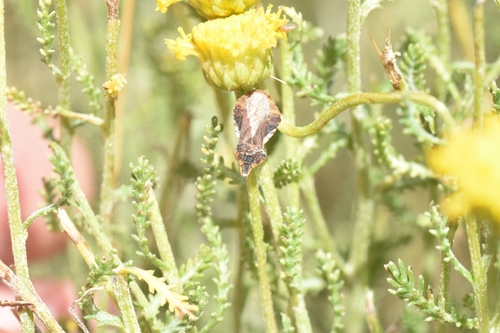 Phymata crassipes