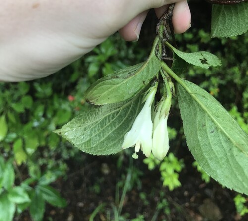 Japanese Weigela (Weigela japonica)