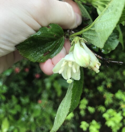 Weigela japonica, photograph 3