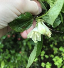 author not stated, no rights reserved Weigela japonica, photograph author not stated, no rights reserved