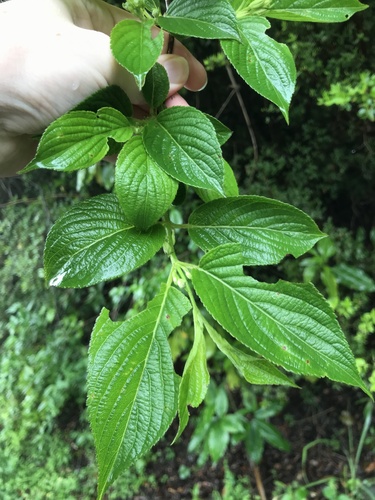 Weigela japonica, photograph 4
