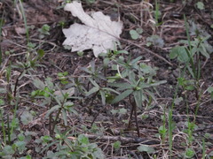 Ranunculus monophyllus