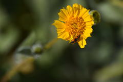 Eupompha elegans perpulchra