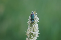 Malachius bipustulatus