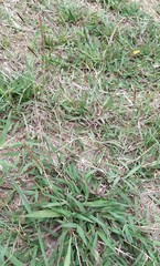Polytrias indica