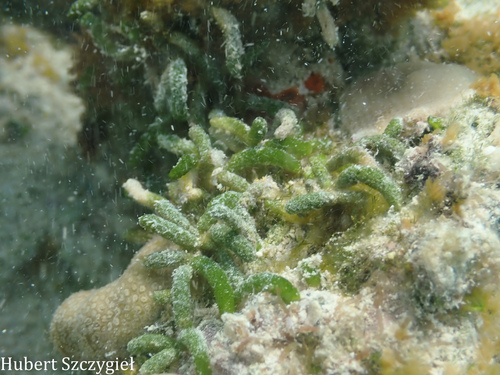 Caulerpa webbiana observed 2024-12-22