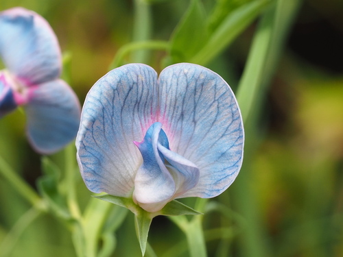 Lathyrus sativus