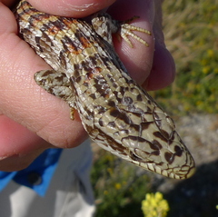 Elgaria multicarinata multicarinata