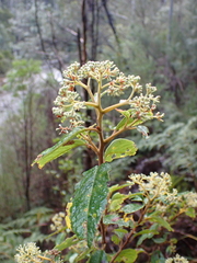 Pomaderris elliptica, photograph (c) Nina Kerr, some rights reserved (CC BY)