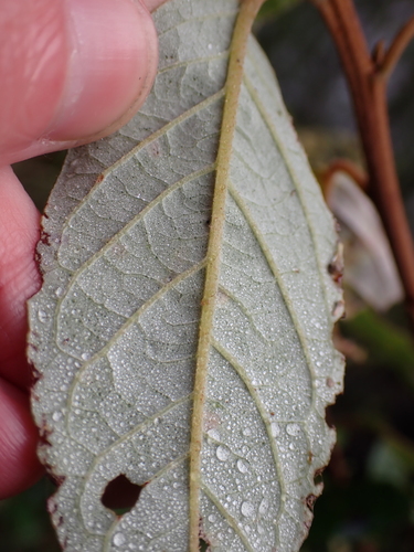 Pomaderris elliptica, photograph 1