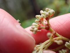 Pomaderris elliptica