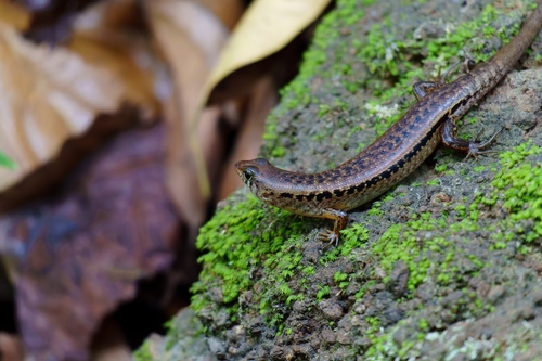 Luzon Forest Skink, Pinoyscincus abdictus