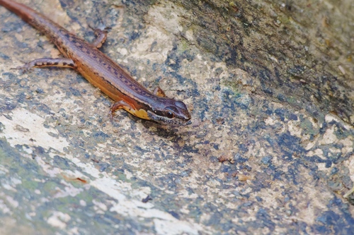 Parvoscincus abstrusus