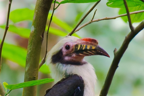 Luzon Hornbill (Penelopides manillae), photo 5