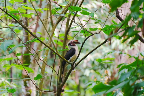 Luzon Hornbill (Penelopides manillae), photo 6