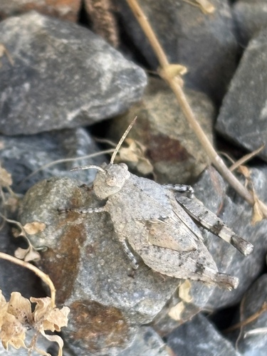 Blue-winged Grasshopper