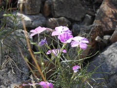 Phlox nana