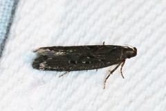 Neofaculta ericetella