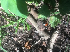 Coccinella septempunctata