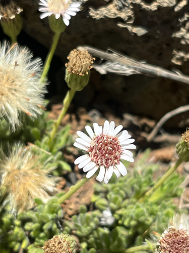 Tetramolopium humile observed 2026-06-28