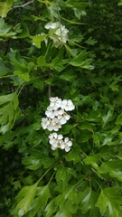 Crataegus monogyna