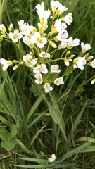 Cardamine amara