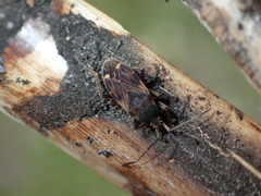 Eremocoris podagricus