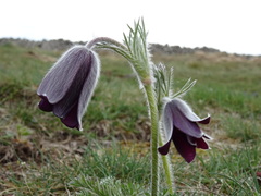 Pulsatilla rubra