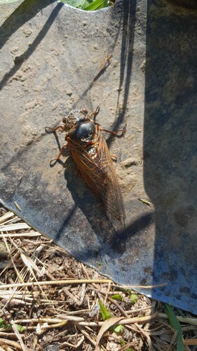 Red Cicada