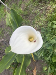 Zantedeschia aethiopica