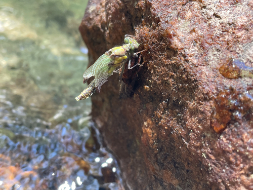 iNaturalist observation photo of Clubtails