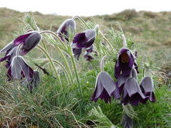 Pulsatilla rubra
