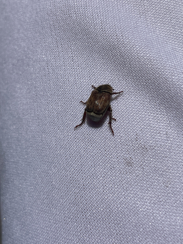 iNaturalist observation photo of Hoplia