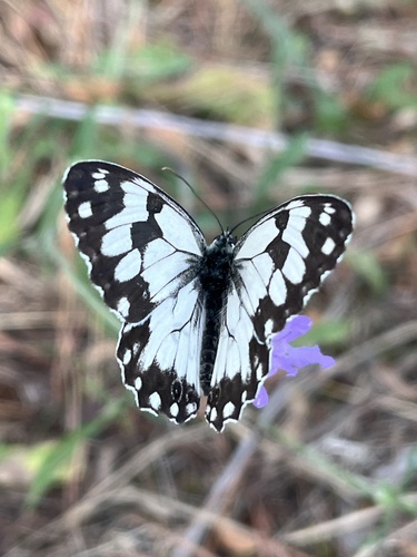 Iberian marbled white