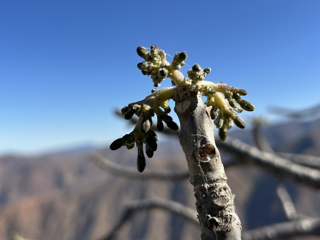 Vasconcellea candicans; photograph (c) Staci Oré, some rights reserved (CC BY)