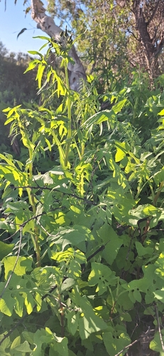 Common Sow-thistle
