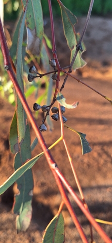 Smooth-barked Coolibah