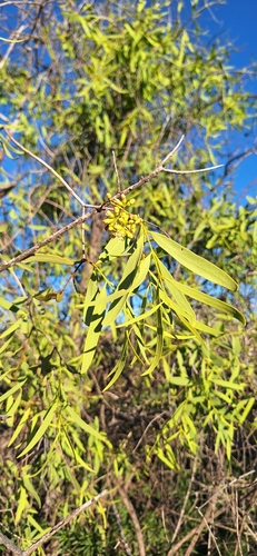 Blue Bush