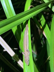 Takydromus stejnegeri