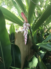 Alpinia nutans