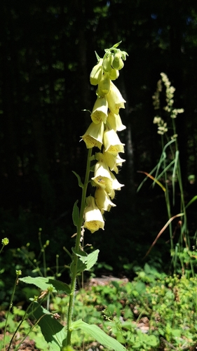 Yellow Foxglove